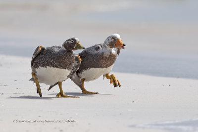 Falkland fligthless Steamer duck - Tachyeres brachypterus