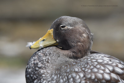 Falkland fligthless Steamer duck - Tachyeres brachypterus