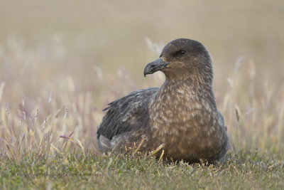 South polar Skua - Catharacta antarctica