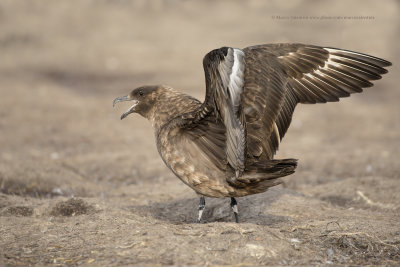 South polar Skua - Catharacta antarctica