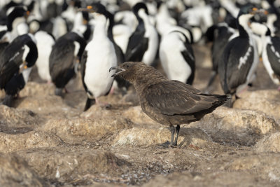 South polar Skua - Catharacta antarctica