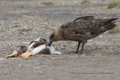 South polar Skua - Catharacta antarctica