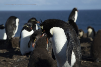 Southern Rockhopper Penguin - Eudyptes chrysocome