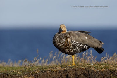 Upland Goose - Chloephaga picta