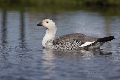 Upland Goose - Chloephaga picta