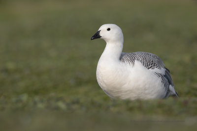 Upland Goose - Chloephaga picta