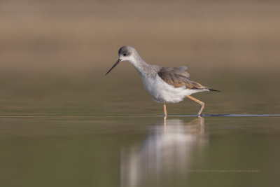 Black-winged stilt - Himantopus himantopus