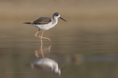 Black-winged stilt - Himantopus himantopus
