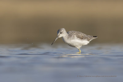 Greenshank - Tringa nebularia