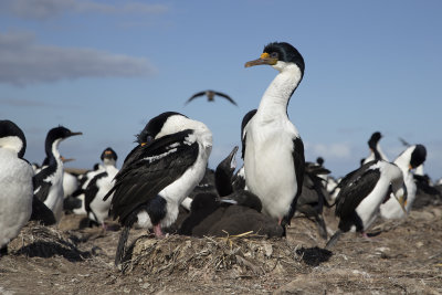 Imperial Shag - Phalacrocorax atriceps