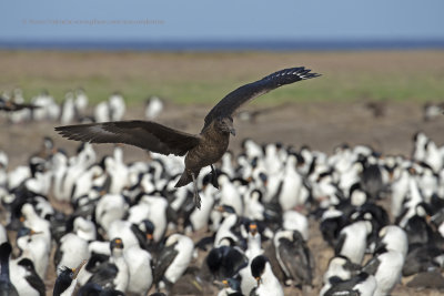 Imperial Shag - Phalacrocorax atriceps