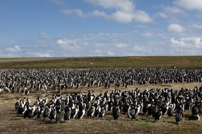 Imperial Shag - Phalacrocorax atriceps