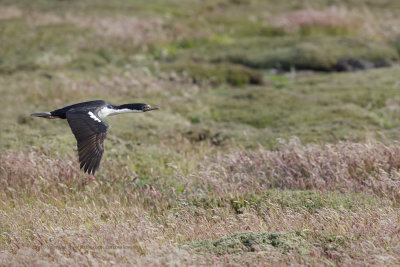 Imperial Shag - Phalacrocorax atriceps