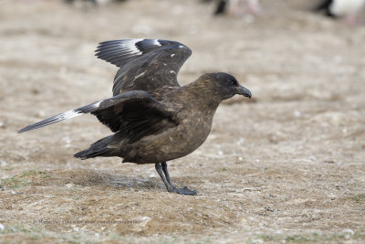 South polar Skua - Catharacta antarctica