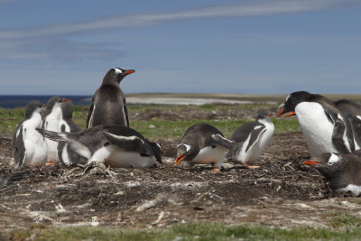 Gentoo Penguin - Pygoscelis papua