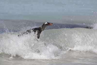 Gentoo Penguin - Pygoscelis papua