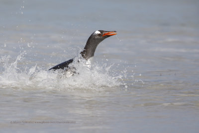 Gentoo Penguin - Pygoscelis papua