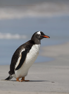 Gentoo Penguin - Pygoscelis papua