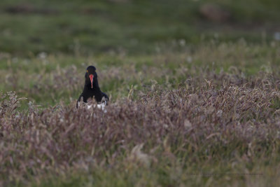 Magellanic Oystercatcher - Haematopus leucopodus