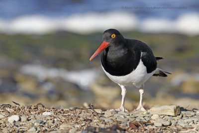 Magellanic Oystercatcher - Haematopus leucopodus