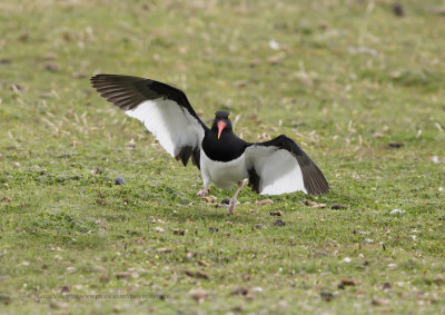 Magellanic Oystercatcher - Haematopus leucopodus