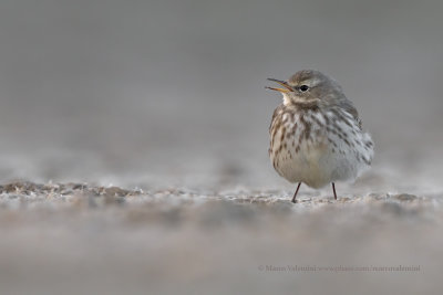 Water pipit - Anthus spinoletta