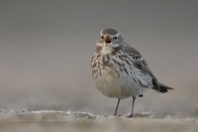 Water pipit - Anthus spinoletta