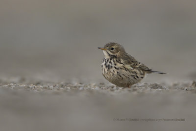 Meadow pipit - Anthus pratensis