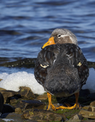 Falkland fligthless Steamer duck - Tachyeres brachypterus