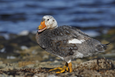 Falkland fligthless Steamer duck - Tachyeres brachypterus