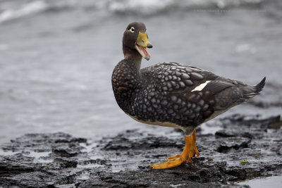 Falkland fligthless Steamer duck - Tachyeres brachypterus