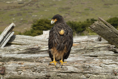 Striated caracara - Phalcoboenus australis