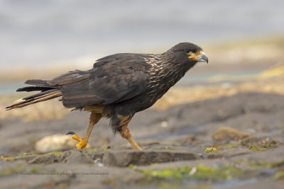 Striated caracara - Phalcoboenus australis