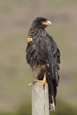 Striated caracara - Phalcoboenus australis