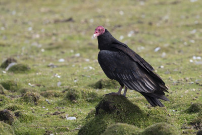 Turkey Vulture - Cathartes aura