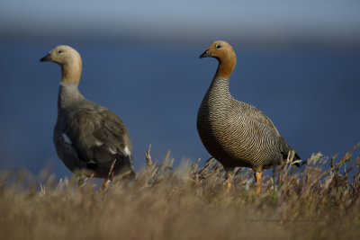 Ruddy-headed Goose - Chloephaga rubidiceps