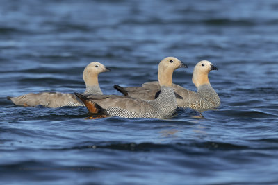 Ruddy-headed Goose - Chloephaga rubidiceps