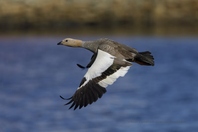 Ruddy-headed Goose - Chloephaga rubidiceps