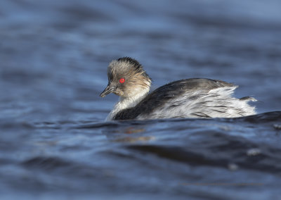 Silvery Grebe - Podiceps occipitalis