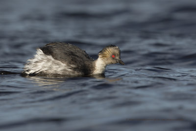 Silvery Grebe - Podiceps occipitalis