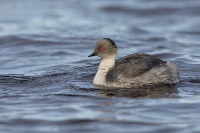 Silvery Grebe - Podiceps occipitalis