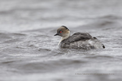 Silvery Grebe - Podiceps occipitalis