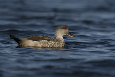 Crested Duck - Lophonetta specularioides
