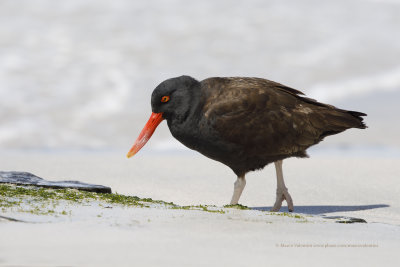 Blackish Oystercatcher - Haematopus ater