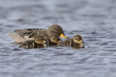 Yellow-billed Teal - Anas flavirostris