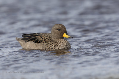 Yellow-billed Teal - Anas flavirostris