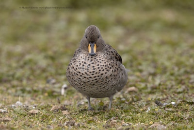 Yellow-billed Teal - Anas flavirostris