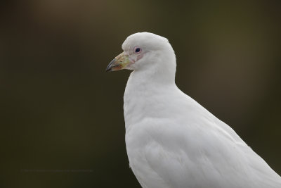 Sheathbill - Chionis alba