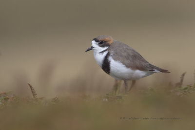 Two-banded Plover - Charadrius falklandicus