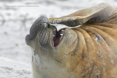 Southern Elephant seal - Mirounga leonina